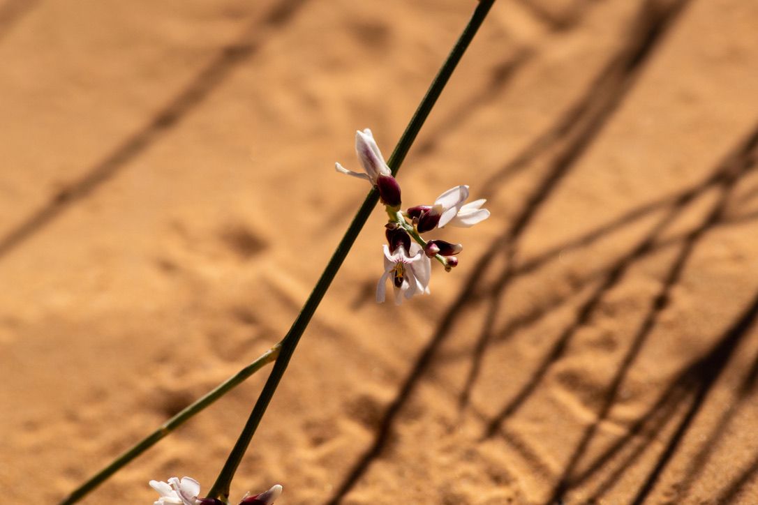 More Medenine Wildlife