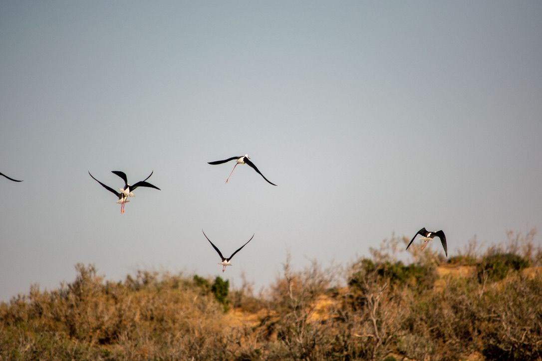 More Medenine Wildlife