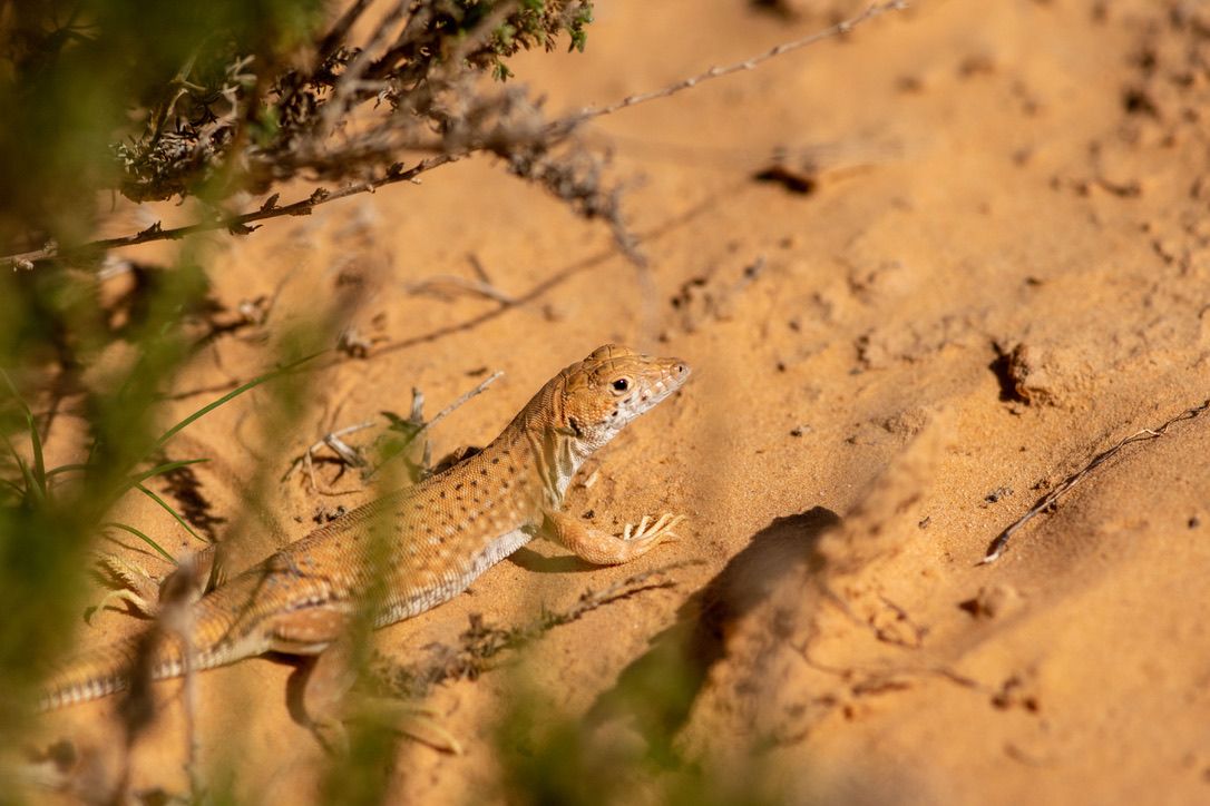 More Medenine Wildlife