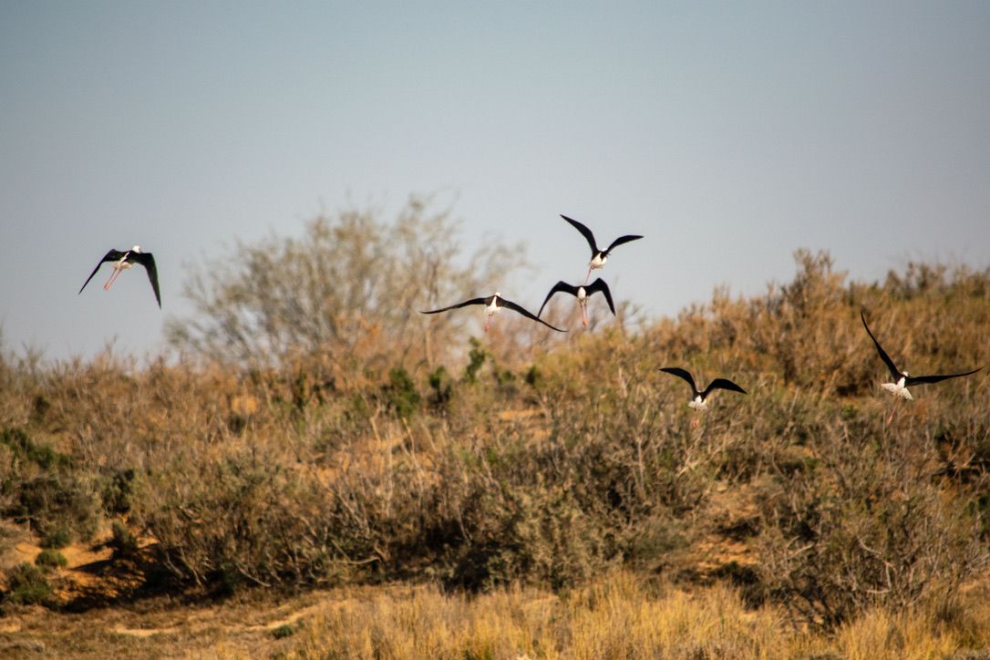 More Medenine Wildlife