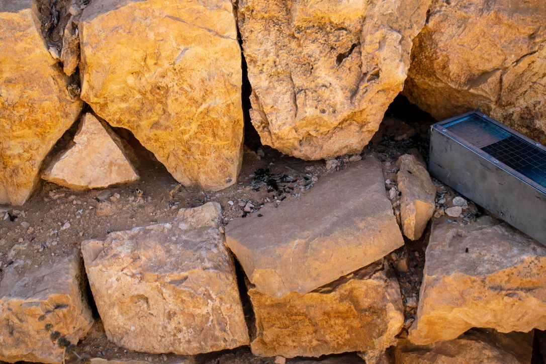 'Enter: Uromastyx'