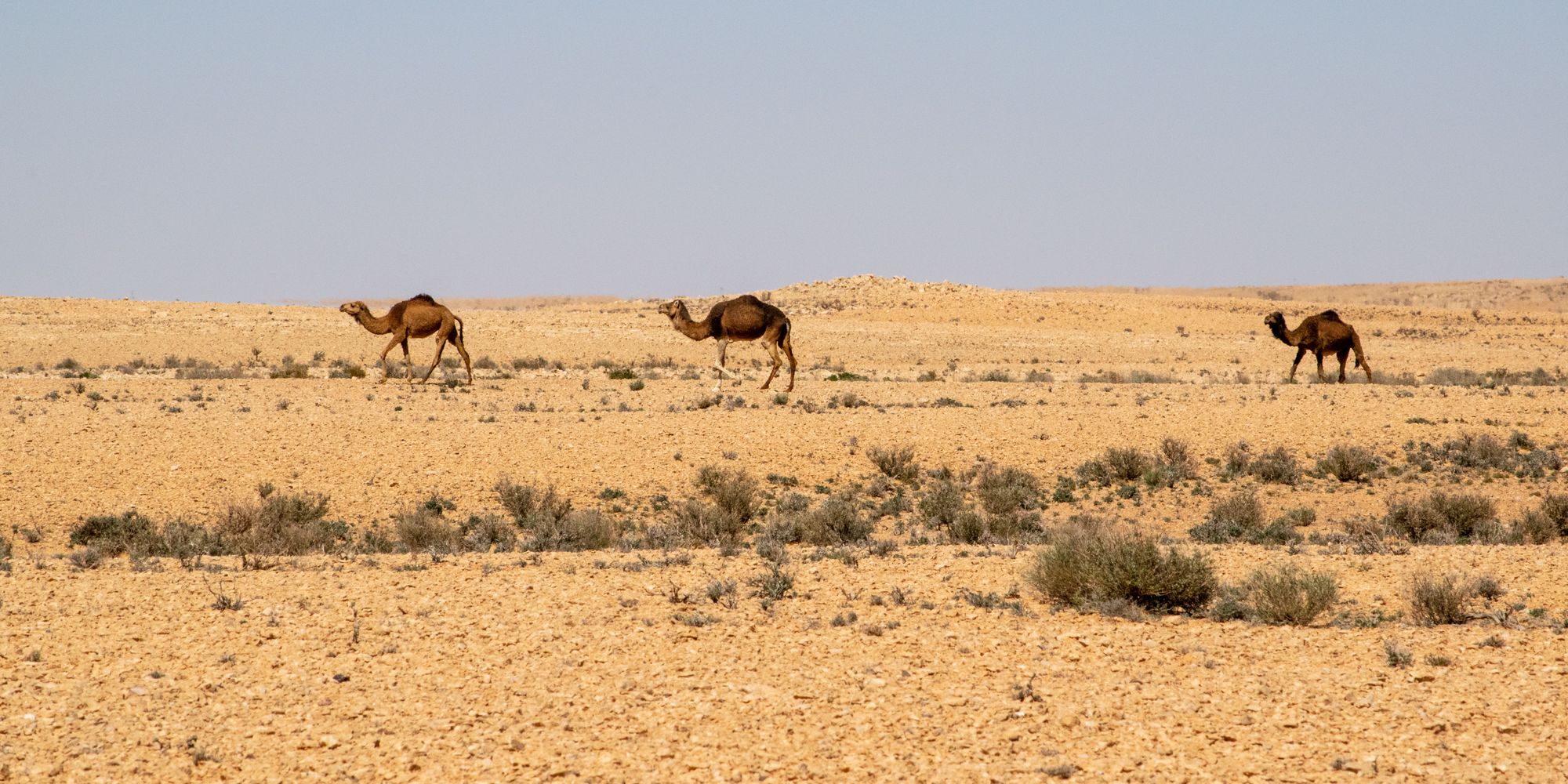 Beni Kedeche and Ksar Hallouf